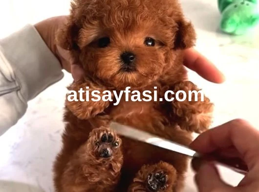 Mini Poodle