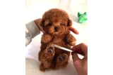 İstanbul İçi Teslim Seçenekli Mini Poodle Yavruları - Toy Poodle
