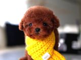 Mini Poodle
