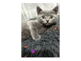 Aslan kafa british - British Shorthair