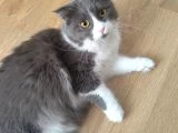 Kedim - 2