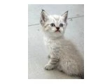Birbirinden Güzel British Shorthair Bebeklerimiz - 1