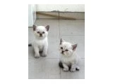 Birbirinden Güzel British Shorthair Bebeklerimiz - 3
