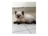 Birbirinden Güzel British Shorthair Bebeklerimiz - 2