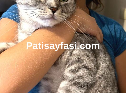 Sevgili kedimiz Duman için ömürlük bir yuva arıyoruz