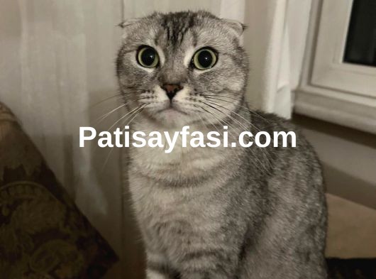 Sevgili kedimiz Duman için ömürlük bir yuva arıyoruz