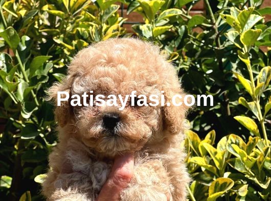 Ev Ortamında Doğan Bebeklerim Yeni Evini