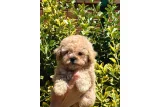 Ev Ortamına Alışkın Sevimli Poodle Yavruları - Toy Poodle