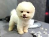 Ailenizin neşesi boo köpek - 4