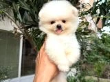 Ailenizin neşesi boo köpek - 3