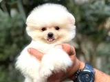 Ailenizin neşesi boo köpek - 2