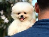 Ailenizin neşesi boo köpek