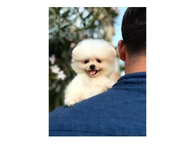Ailenizin neşesi boo köpek