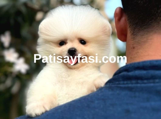 Ailenizin neşesi boo köpek