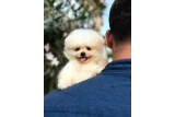 Ailenizin neşesi boo köpek
