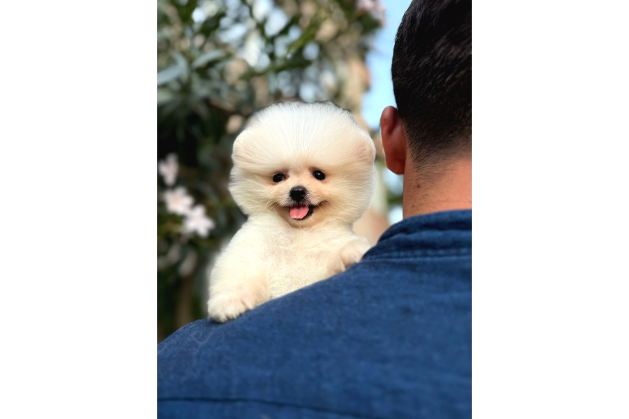 Ailenizin neşesi boo köpek