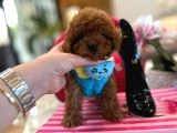 Orjinal secereli saglik ve irk garantili poodle - 3