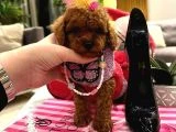 Orjinal secereli saglik ve irk garantili poodle - 4