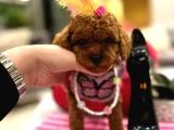 Orjinal secereli saglik ve irk garantili poodle - 2