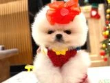 Beyaz boo 