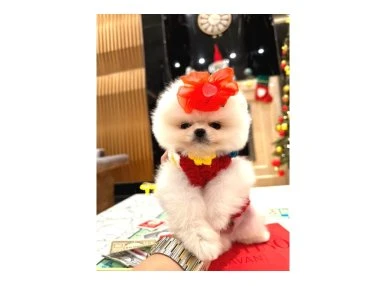 Beyaz boo 
