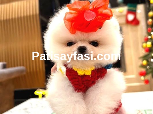 Pomeranian Boo