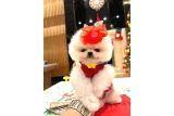 Beyaz boo - Köpek