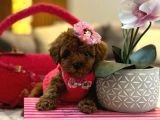 Orjinal secereli saglik ve irk garantili poodle