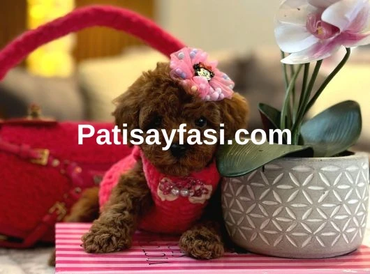 Orjinal secereli saglik ve irk garantili poodle