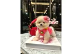 Karbeyaz boo - Köpek