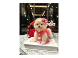 Beyaz boo - 2