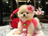 Beyaz boo - 2