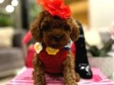 Toy poodle yavrular - 4