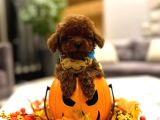 Toy poodle yavrular