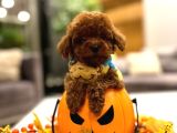 Toy poodle yavrular