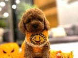Toy poodle yavrular