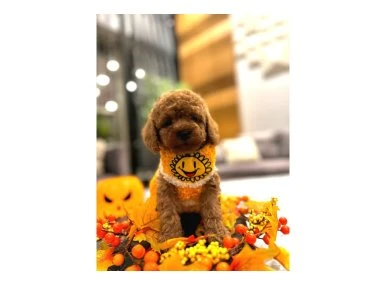 Toy poodle yavrular