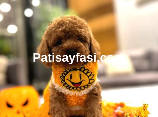 Toy poodle yavrular