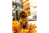 Şecere Bilgileri Bulunan Toy Poodle Yavruları