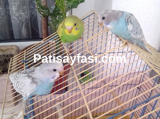 Yavru muhabbet kuşları 