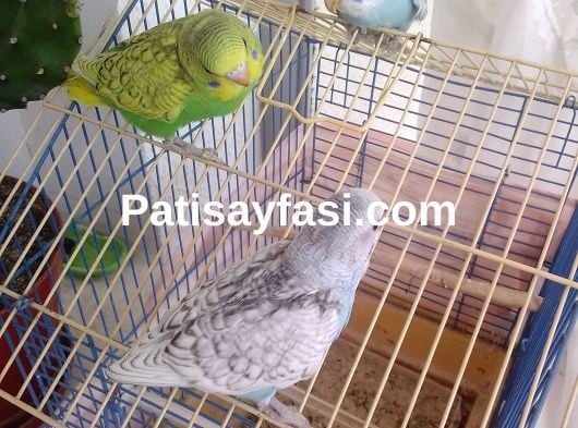 Yavru muhabbet kuşları 