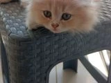 Erkek 2.5 aylık - 2