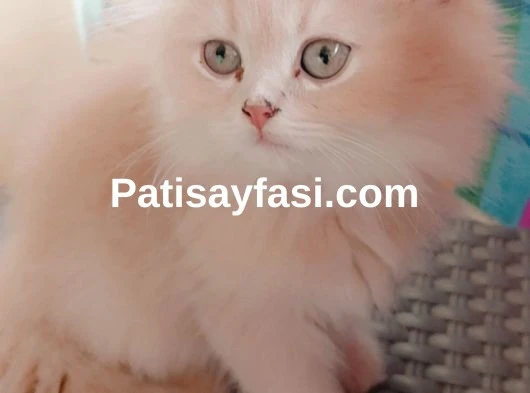 Erkek 2.5 aylık
