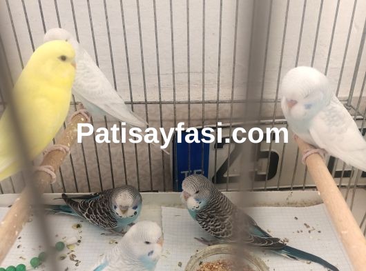 Yavru muhabbet kuşlari ele alışık 