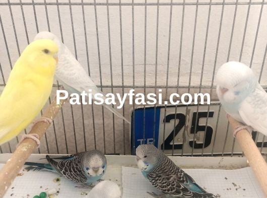 Yavru muhabbet kuşlari ele alışık 