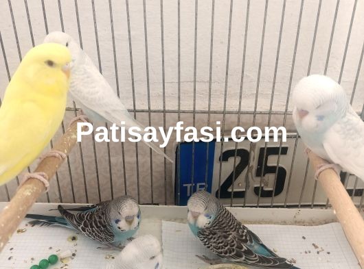 Yavru muhabbet kuşlari ele alışık 