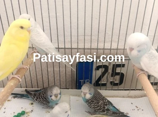 Yavru muhabbet kuşlari ele alışık 