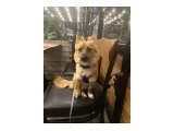 Lora için yuva - Köpek - Ankara