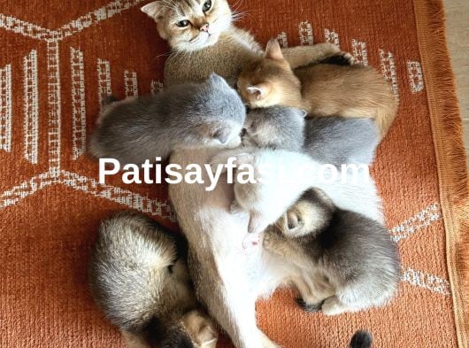 Sevgi dolu yuvalar arıyoruz