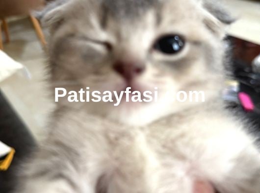 Sevgi dolu yuvalar arıyoruz